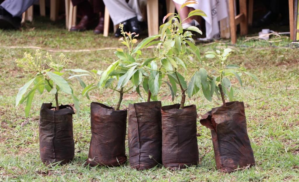RESIDENTS URGED TO PLANT AVOCADO AND MACADAMIA DURING THE RAINY SEASON.