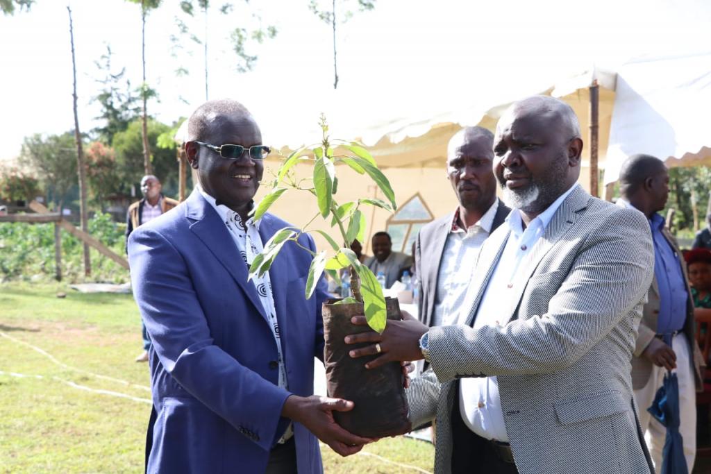 RESIDENTS URGED TO PLANT AVOCADO AND MACADAMIA DURING THE RAINY SEASON.