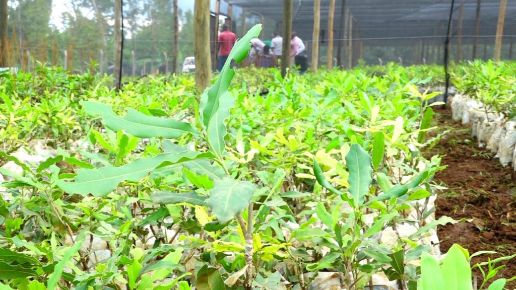 County Government establishes certified macadamia and avocado seedlings buying Center to save farmers from poor quality seedlings.