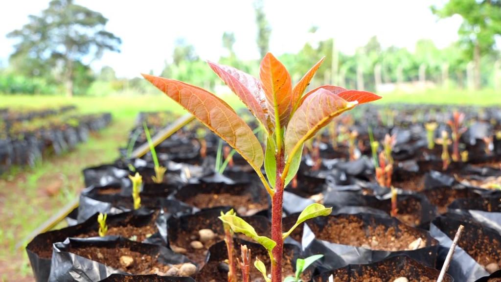 County Government establishes certified macadamia and avocado seedlings buying Center to save farmers from poor quality seedlings.