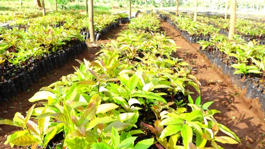 County Government establishes certified macadamia and avocado seedlings buying Center to save farmers from poor quality seedlings.