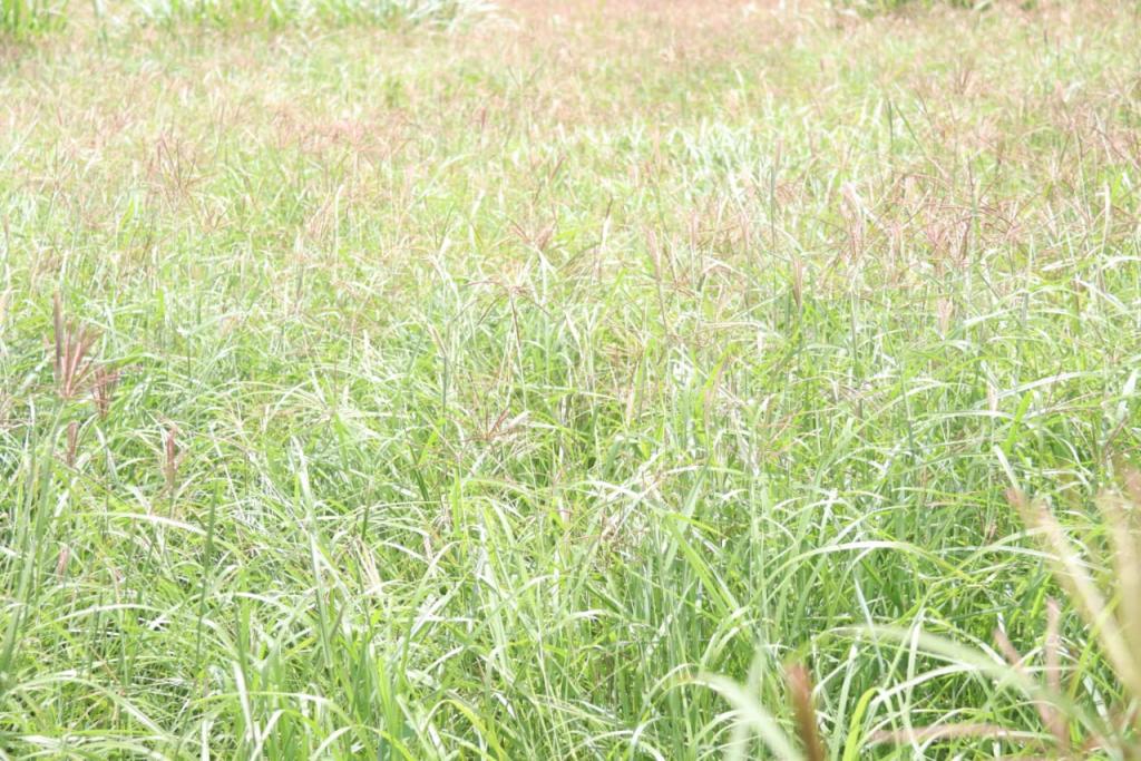 County's new energy to fight animal diseases and feed shortage.