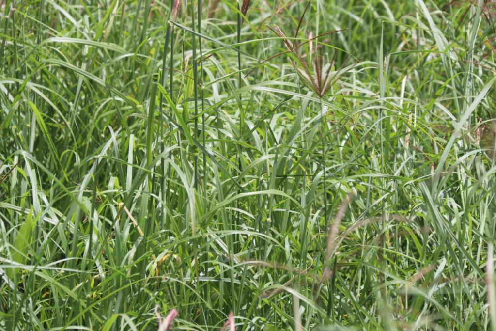 County's new energy to fight animal diseases and feed shortage.