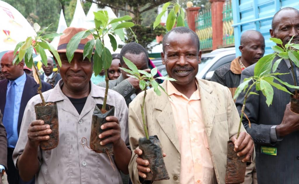 MERU COUNTY GOVERNMENT DISTRIBUTES THE SECOND BATCH OF MACADAMIA AND HASS SEEDLINGS.