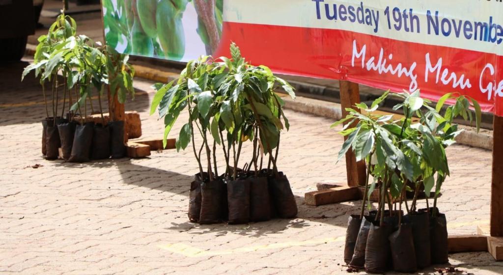 MERU COUNTY GOVERNMENT DISTRIBUTES THE SECOND BATCH OF MACADAMIA AND HASS SEEDLINGS.