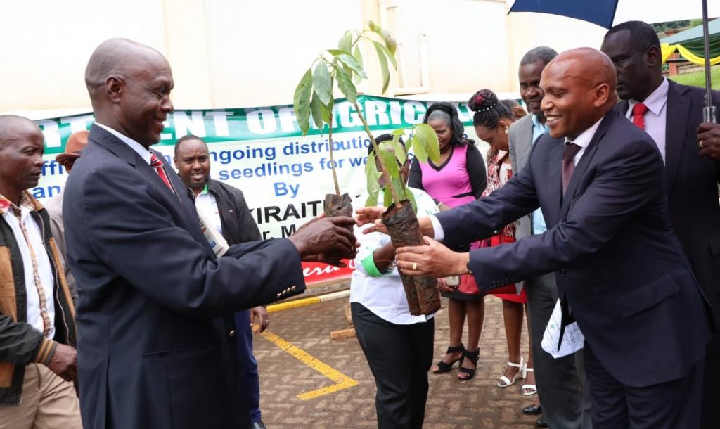 MERU COUNTY GOVERNMENT DISTRIBUTES THE SECOND BATCH OF MACADAMIA AND HASS SEEDLINGS.