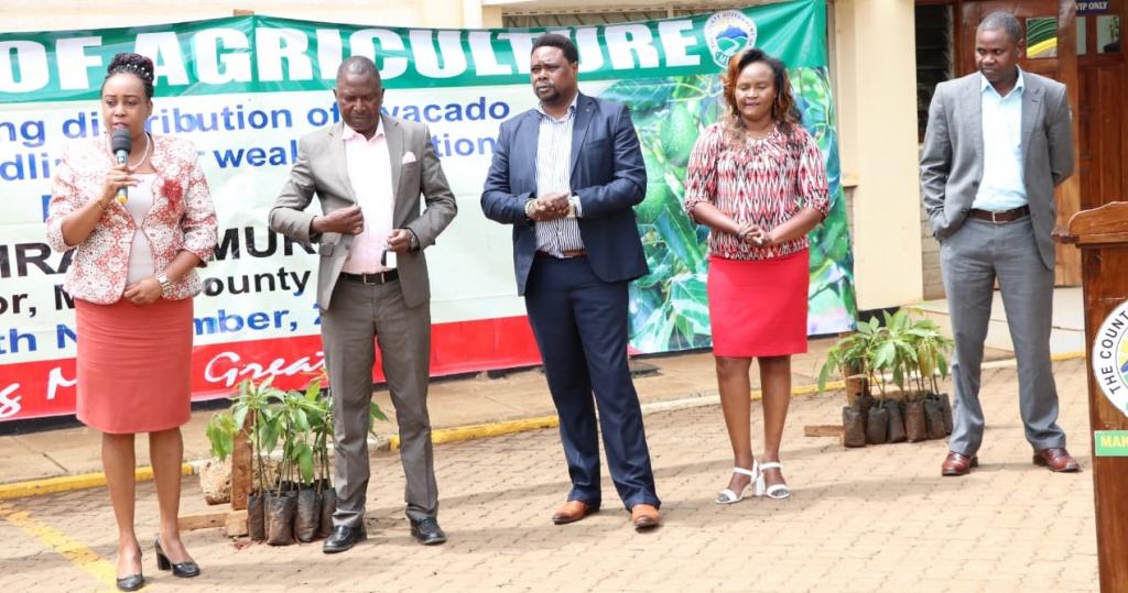 MERU COUNTY GOVERNMENT DISTRIBUTES THE SECOND BATCH OF MACADAMIA AND HASS SEEDLINGS.