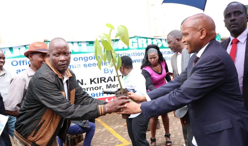 MERU COUNTY GOVERNMENT DISTRIBUTES THE SECOND BATCH OF MACADAMIA AND HASS SEEDLINGS.