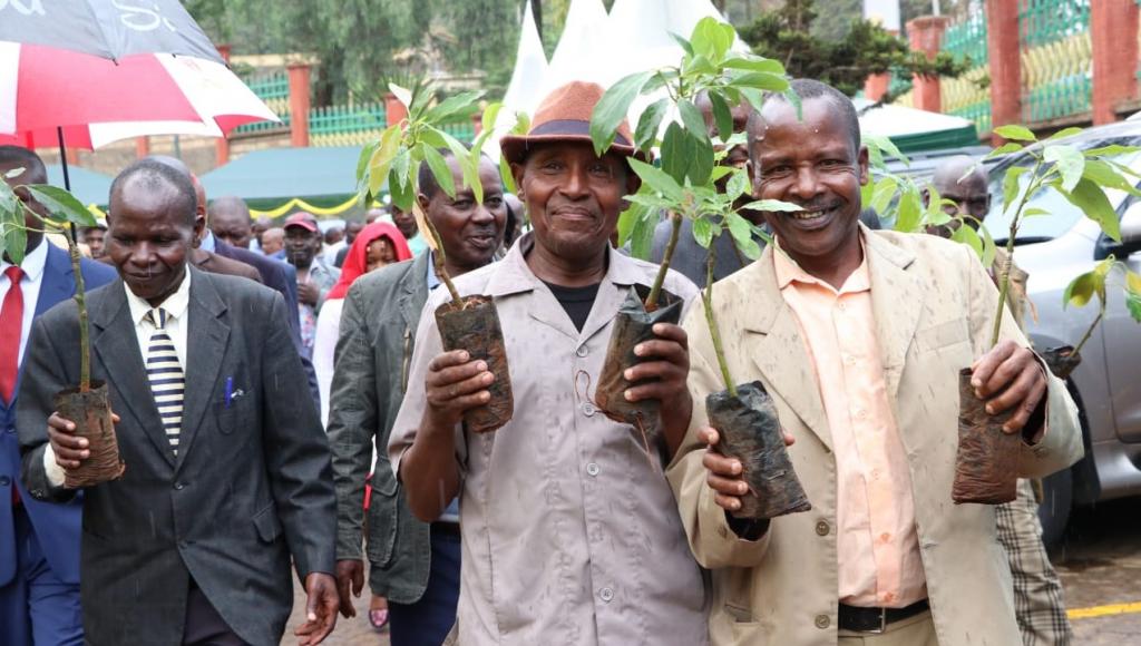 MERU COUNTY GOVERNMENT DISTRIBUTES THE SECOND BATCH OF MACADAMIA AND HASS SEEDLINGS.