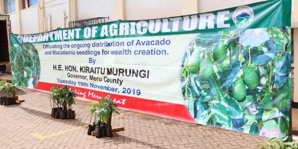MERU COUNTY GOVERNMENT DISTRIBUTES THE SECOND BATCH OF MACADAMIA AND HASS SEEDLINGS.