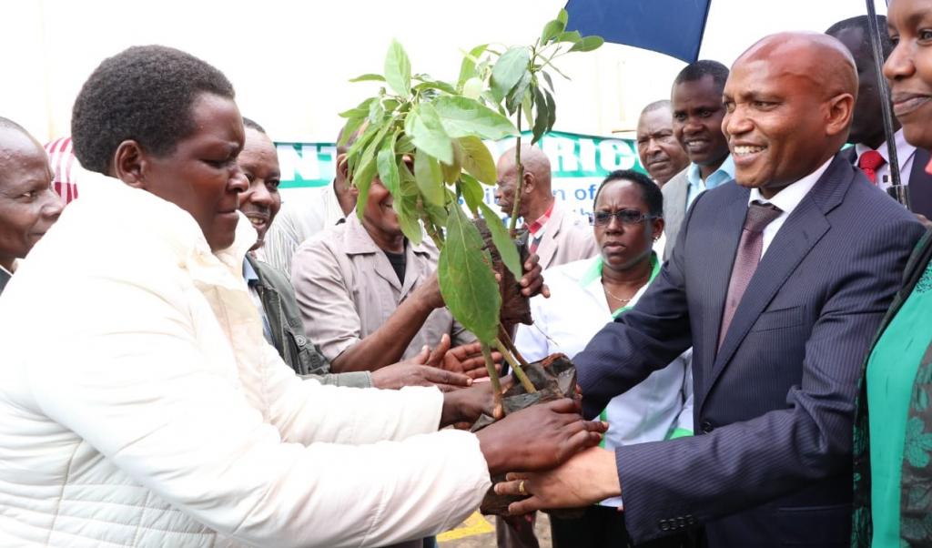 MERU COUNTY GOVERNMENT DISTRIBUTES THE SECOND BATCH OF MACADAMIA AND HASS SEEDLINGS.