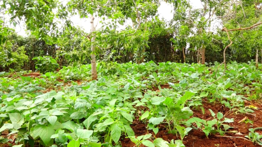 COMMUNITY EMPOWERED TO MANAGE BOREHOLES FOR HOME DISTRIBUTION OF WATER.