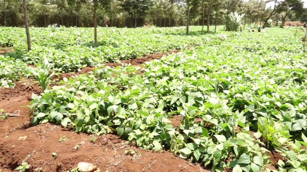 Kiraitu's borehole flagship projects makes transcedent life transformation.