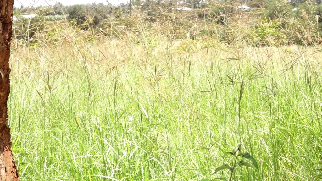 Kiraitu's borehole flagship projects makes transcedent life transformation.