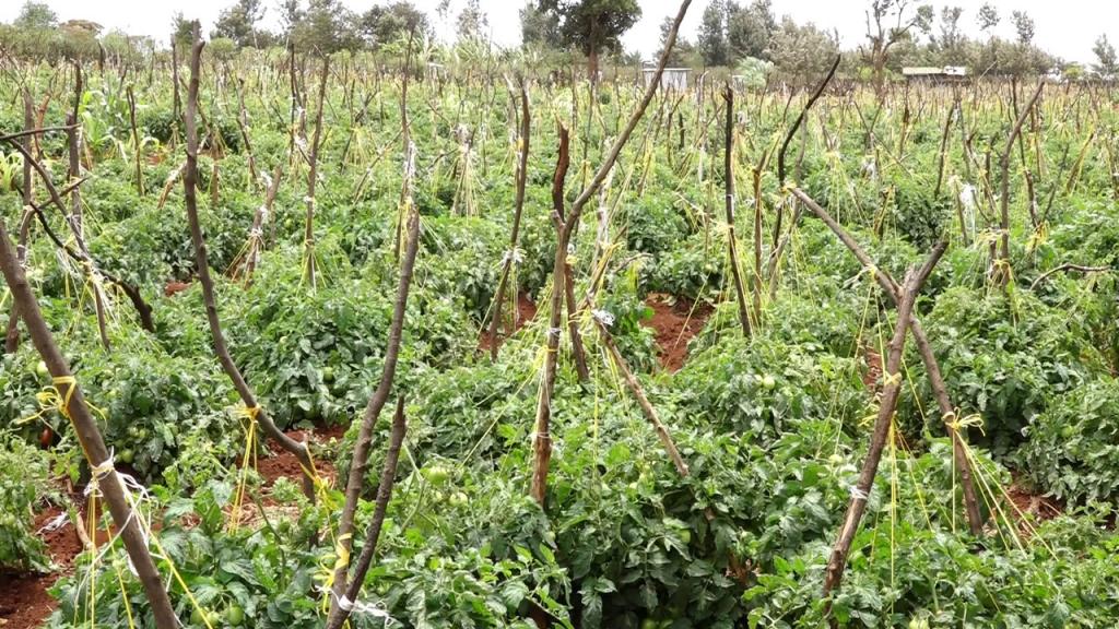 Kiraitu's borehole flagship projects makes transcedent life transformation.