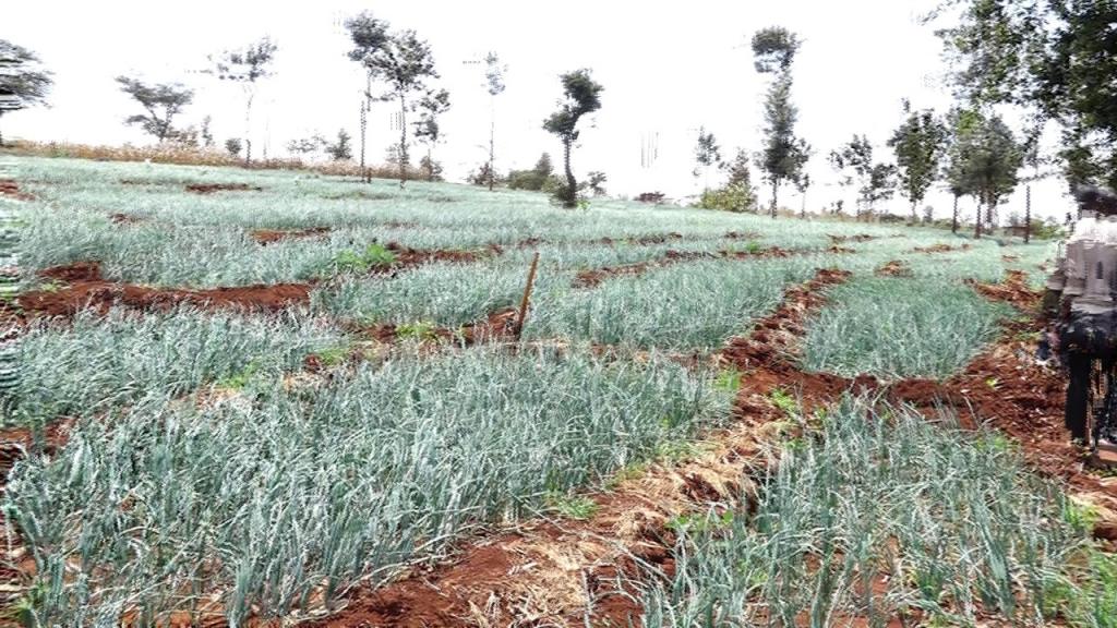 Kiraitu's borehole flagship projects makes transcedent life transformation.