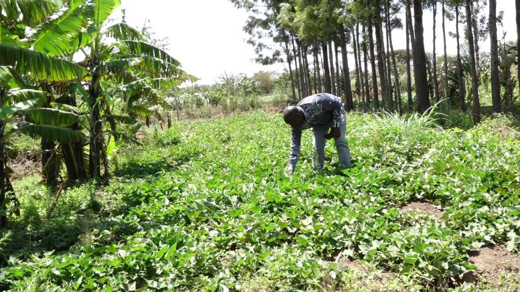 Kiraitu's borehole flagship projects makes transcedent life transformation.