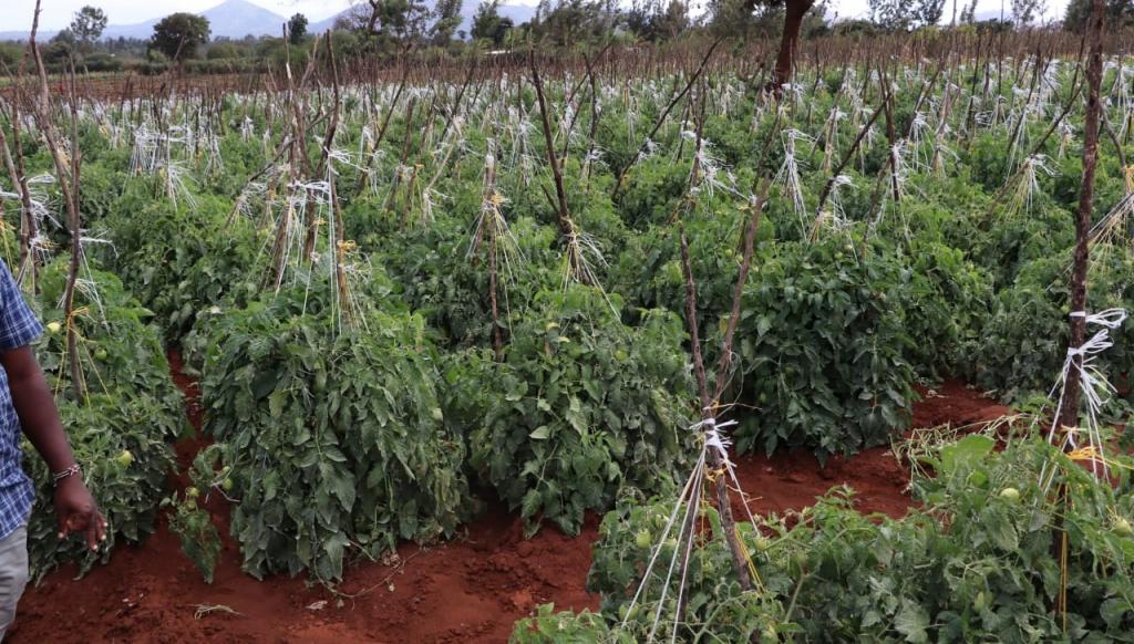 Kiraitu's borehole flagship projects makes transcedent life transformation.
