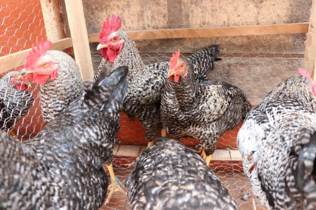 Meru-KOPIA Project To Uplift Rural Chicken And Potato Farmers.