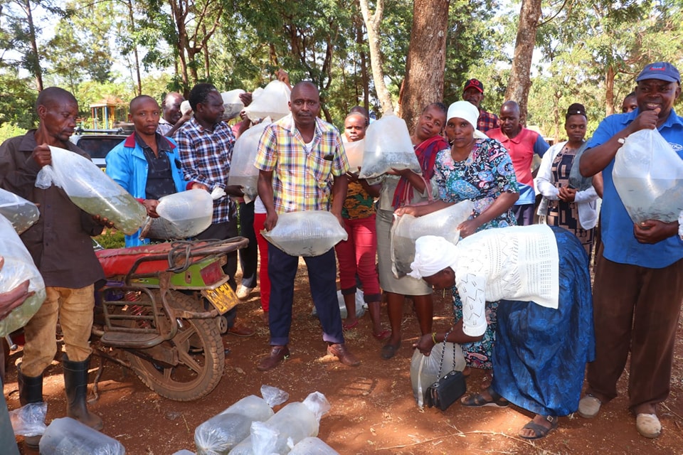 Meru's Fisheries Department distributes 186,000 fingerlings to Farmers